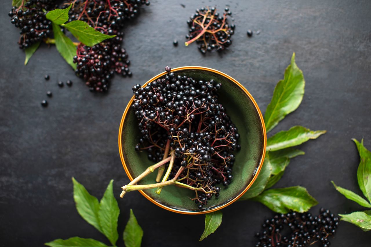 Medical advantages of dried elderberries